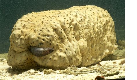 The fish that lives in a sea cucumber anus - Australian Geographic