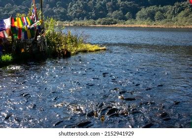 Khecheopalri Lake Sacred Lake Sikkim India Stock Photo 2152941929 ...