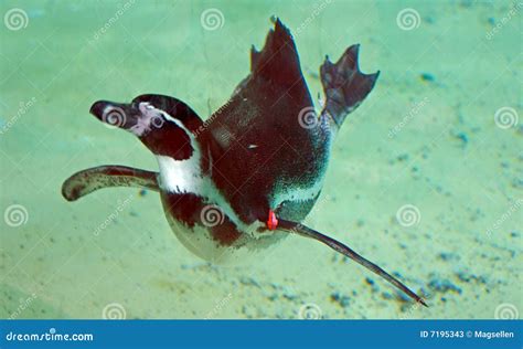 Penguin Swimming Underwater Stock Image - Image of underwater, seafowls ...