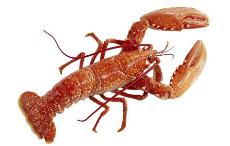 Lobster png by AbsurdWordPreferred on DeviantArt | Crustaceans, Lobster ...