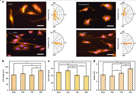 Morphology of single-cell level C2C12 cells 3 days after seeding on the... | Download Scientific ...