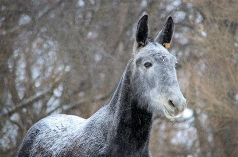 Grey Mule | Bonfire photography, Mules animal, Art prints