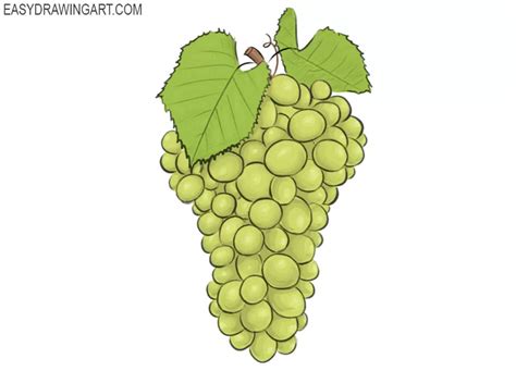 Share more than 224 grapes images for drawing best - nanoginkgobiloba.vn