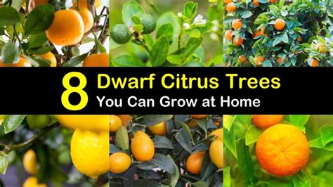 8 Different Dwarf Citrus Trees You Can Grow at Home