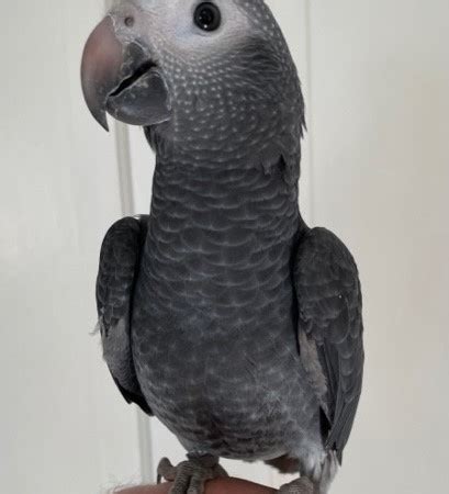 African Grey Timneh Parrot #202841 for sale in Rogers City, MI