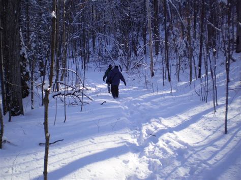 Winter Walk Free Stock Photo - Public Domain Pictures