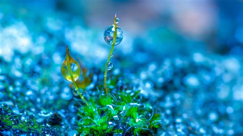 Green Leaf Grass With Water Drop 4K HD Wallpapers | HD Wallpapers | ID #31499