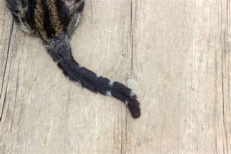 Five Facts About Cat Tails That Might Surprise You