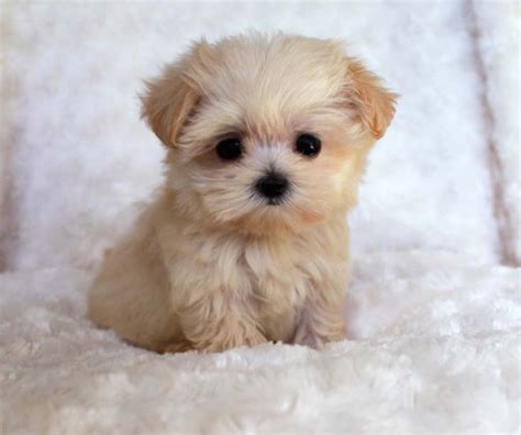 Teacup puppies are cute, small as well as adorable and this why most ...