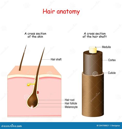 Hair Anatomy. Cross Section of the Skin Stock Vector - Illustration of cuticle, dermis: 204708821