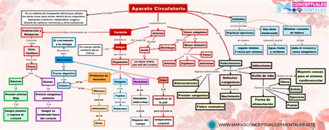 mapa conceptual del aparato circulatorio nuevo, con sus partes y ...