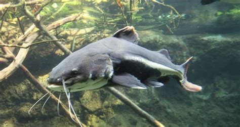 What Do Catfish Eat In A Pond? 05 Best Catfish Foods