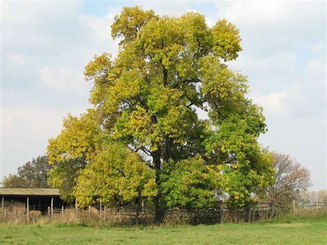 DIGGING DEEPER: Are Black Walnut Trees Toxic to Other Plants?