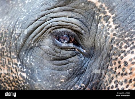 Texture elephant hide hi-res stock photography and images - Alamy