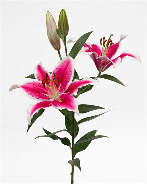 Stargazer Lily - Jacksonville Flower Market