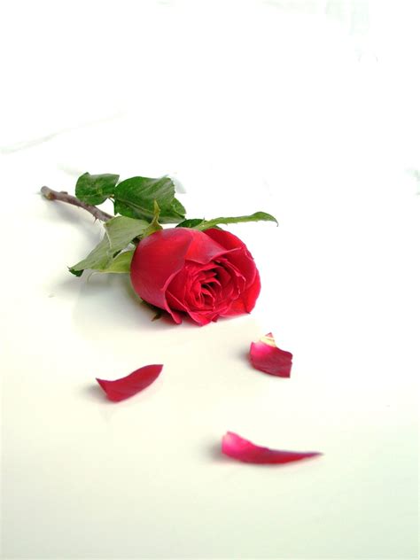 What Happens to the Flowers After the Funeral? - Your Life Assist