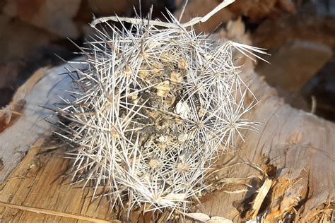 Murder Hornet nest | At least that's what I thought at first… | Flickr