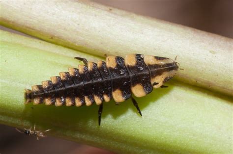 Fireflies in the Garden for Pest Control - Tenth Acre Farm