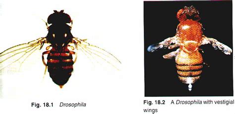 If a cross between a true-breed long wing Drosophila and a true-breed ...