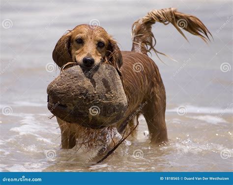 Water play dog stock image. Image of splash, play, mammal - 1818565