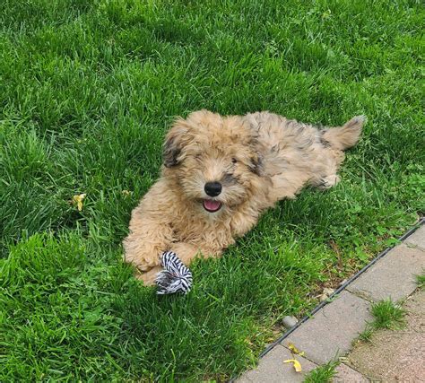 Dog for Adoption - Irish boys: CILLIAN, a Soft-Coated Wheaten Terrier in Sawyerwood, OH | Alpha Paw