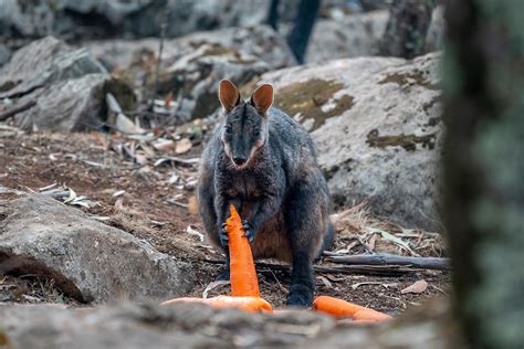 Food Dropped on Bushfire Ravaged Australia to Save Starving Animals