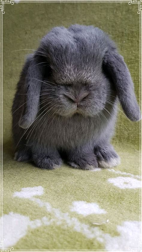 mini lop bucks - Katelins Bunnies Hobby Breeder Of Mini Lops And ...