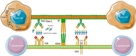 Frontiers | TCR-T Immunotherapy: The Challenges and Solutions