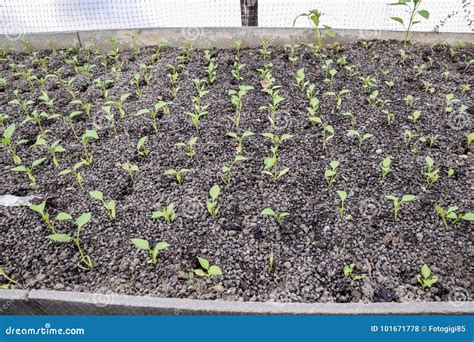 Seedlings of Pepper. Pepper in Greenhouse Cultivation Stock Photo - Image of growth, growing ...