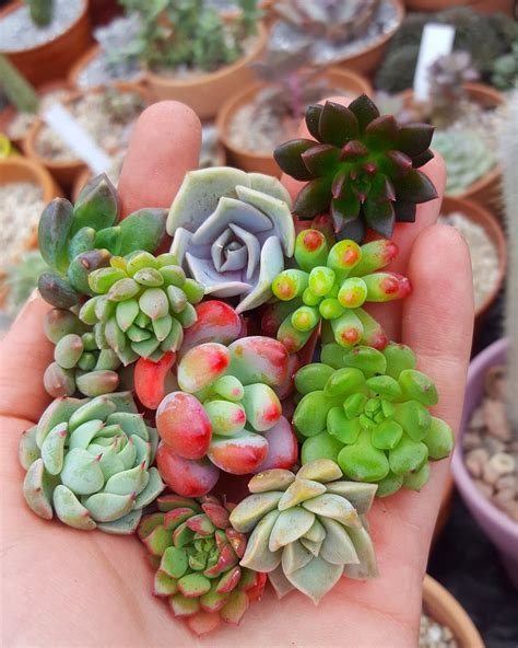 Colourful succulent cuttings propagation