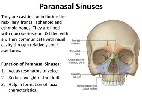 PPT - Nasal Cavity & Paranasal sinuses PowerPoint Presentation - ID:1827415