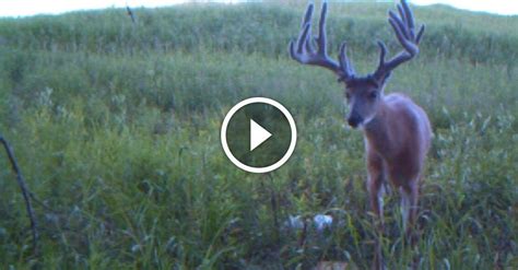 Young buck with HUGE antlers - GetZone