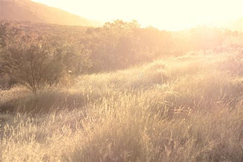 Grassland sunset stock image. Image of outback, bright - 51284697