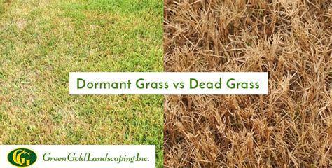 Dormant Grass vs Dead Grass - Green Gold Landscaping Inc