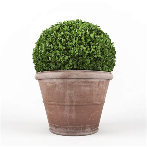 3d boxwood - set 4 model