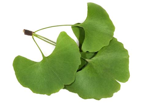 Ginkgo Leaf Ginkgo Biloba Leaf Extract - Bio-Botanica