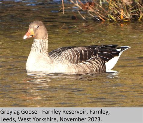 Greylag Goose E31