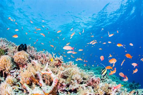 Why Japan Should Be Your Next Snorkel Destination