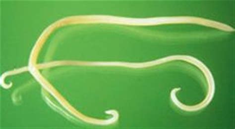 Cat Worm Symptoms - How to Recognize and Get Rid of Your Cat's Worms Naturally - cat