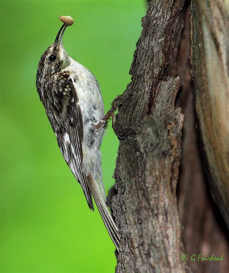 Brown Creeper At Nesting Cavity | A Brown Creeper returns to… | Flickr