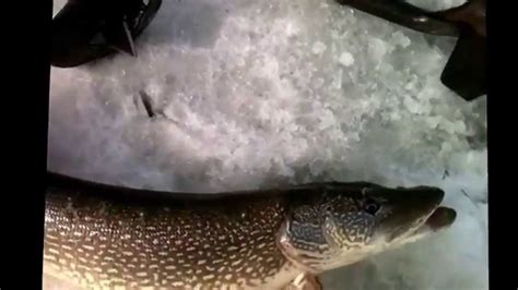 Big Northern Pike caught on a TIP UP ice fishing rig set up Canada - YouTube