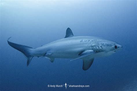 Pelagic Thresher Shark - Alopias pelagicus