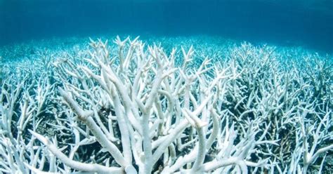 Mass coral bleaching hits the Great Barrier Reef – again - CBS News