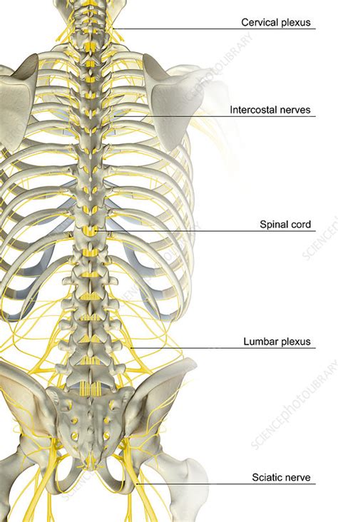 The nerve supply of the trunk - Stock Image - F001/3804 - Science Photo Library