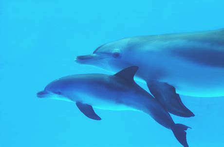 Indo Pacific Bottlenose Dolphin And Bottlenose Dolphin