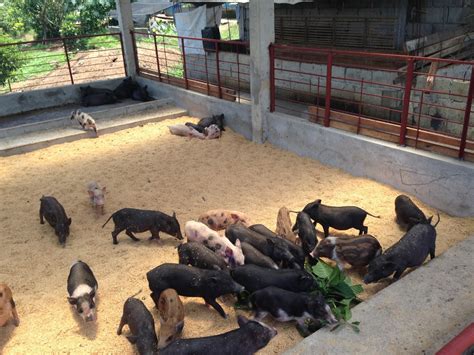 Philippine Native Pig Network: UNDERSTANDING THE PHILIPPINE NATIVE PIG ...