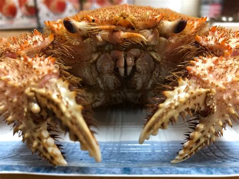 Horsehair crab 😨 ケガニ（毛蟹 Erimacrus isenbeckii), Otaru, Hok… | Flickr