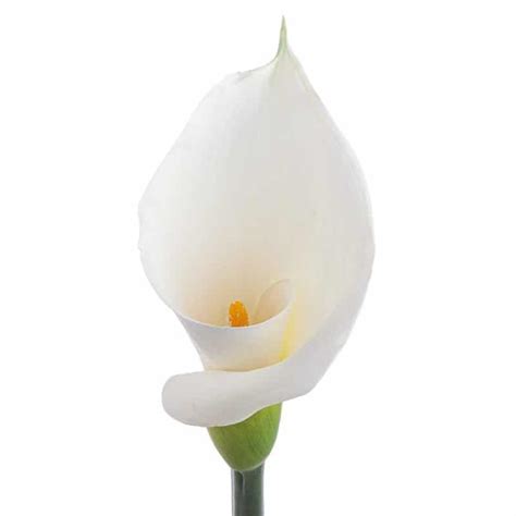 White Calla Lily Long Stemmed, 36 stems | Wholesale Flowers in Bulk