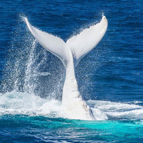 Magnificent white humpback whale filmed off coast of Australia