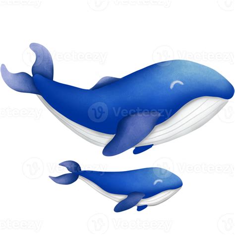 The blue whale 27990641 PNG